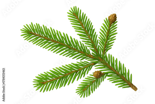 Fresh fir tree branch with young sprouts, evergreen coniferous plant element for christmas and winter designs