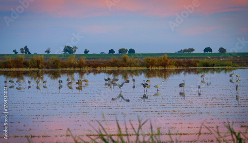 Sandhill Crane in Lodi, California, USA
