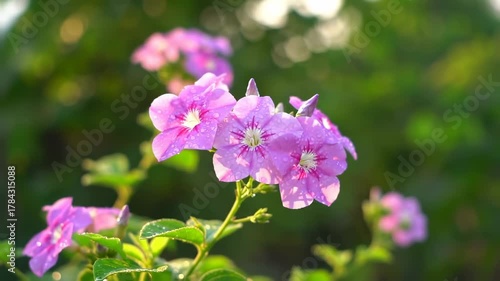 A cluster of vibrant purple flowers, glistening with water droplets, are in soft focus against a blurred green backdrop of foliage and light
