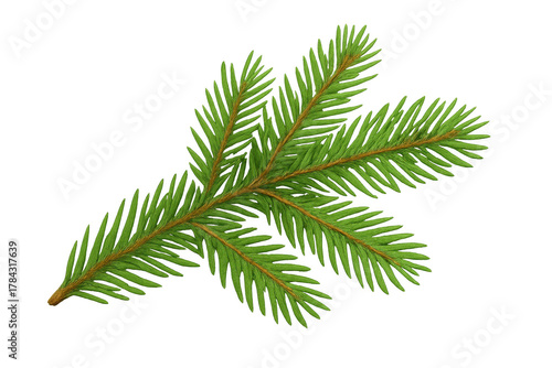Evergreen fir branch with green needles, creating a festive holiday feeling, isolated with transparent background