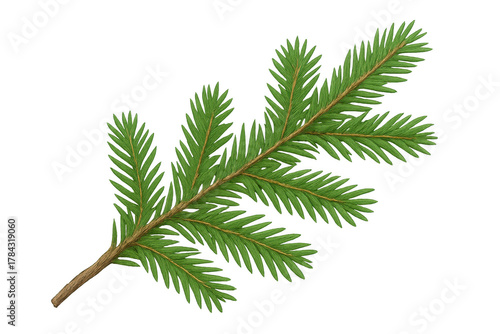 Fir tree branch with green needles, creating a festive christmas and winter holiday decoration on transparent background