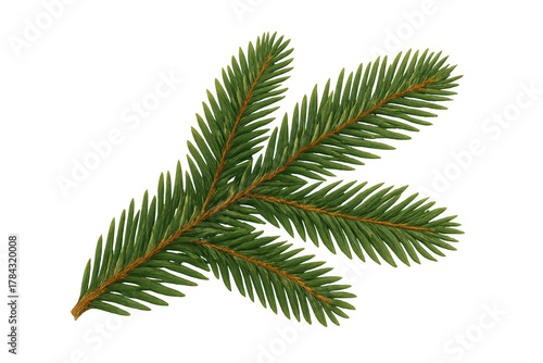 Spruce branch with green needles, symbolising winter, christmas, and nature. Isolated on a transparent background
