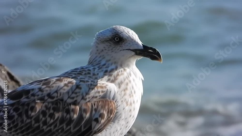 A detailed close-up of a seabird on a blurred seascape. The bird has distinct plumage. Its eye and beak are in clear focus