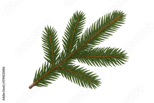 Spruce tree branch with green needles, evergreen plant, forest nature, symbol for christmas and winter holidays, transparent background