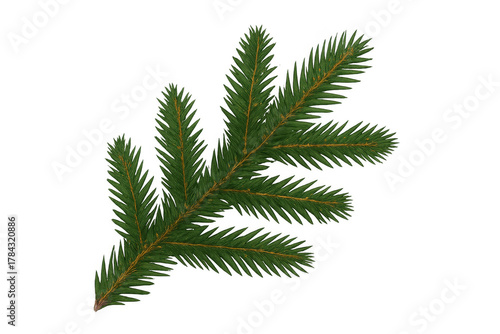 Spruce tree branch with green needles for christmas and holiday season decorations, isolated on transparent background