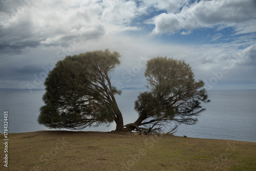 tree in the cliffs 