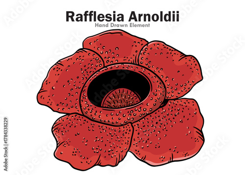 Detailed illustration of a Rafflesia Arnoldii flower, showcasing its unique structure and color.