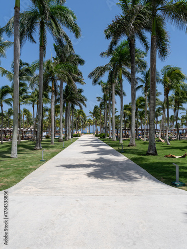 Cuadro en lienzo Palm-Lined Pathway at Solidaridad, Mexico