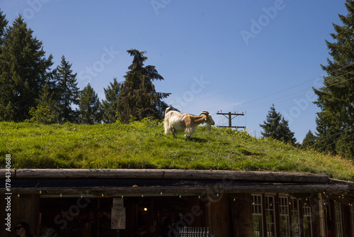 Live domestic goats walk on the lawn on the roof of the old market on Vancouver Island - a tourist magnet where tourists come for shopping and entertainment, Parksville, British Columbia, Canada