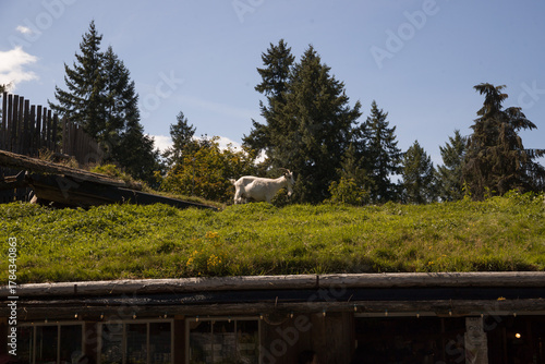 Live domestic goats walk on the lawn on the roof of the old market on Vancouver Island - a tourist magnet where tourists come for shopping and entertainment, Parksville, British Columbia, Canada