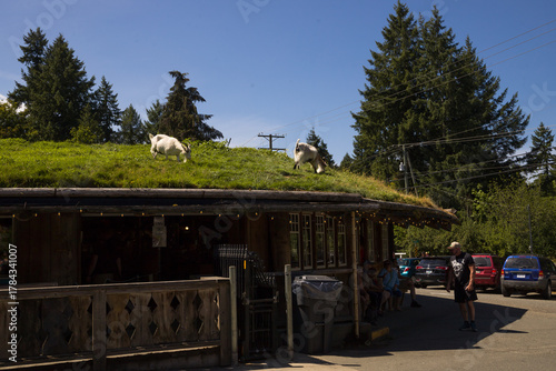 Live domestic goats walk on the lawn on the roof of the old market on Vancouver Island - a tourist magnet where tourists come for shopping and entertainment, Parksville, British Columbia, Canada