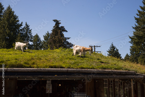 Live domestic goats walk on the lawn on the roof of the old market on Vancouver Island - a tourist magnet where tourists come for shopping and entertainment, Parksville, British Columbia, Canada