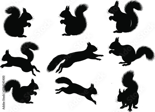 Squirrel silhouettes in dynamic poses with bushy tails, wildlife motion concept, cad drawing flat vector illustration, animal anatomy reference set