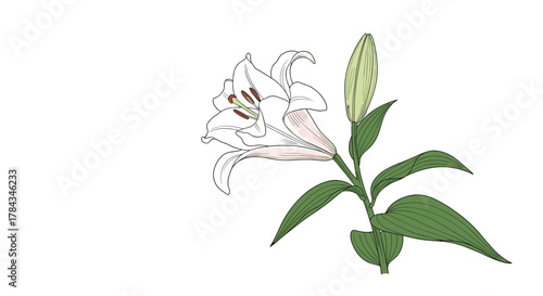 A vibrant illustration of a white lily flower with an unopened bud and lush green leaves on a clean white background.