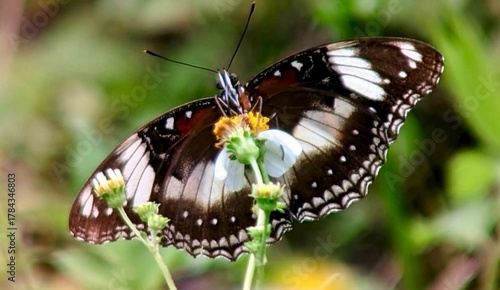A striking black and white butterfly spreads its wings while feeding on a small flower. The detailed patterns and soft green background create a graceful scene that celebrates nature’s elegance and de