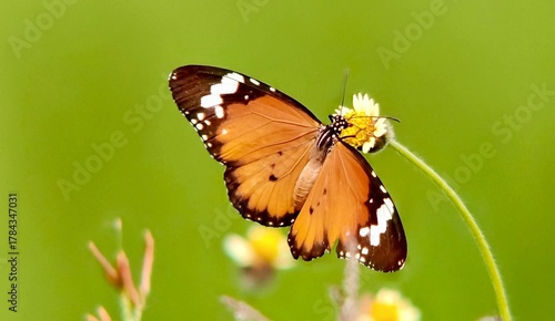 A vibrant orange butterfly gently rests on a delicate wildflower, its wings glowing against a soft green background. This peaceful moment captures the beauty of nature, freedom, and the quiet elegance