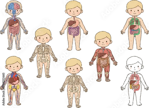 Comprehensive Human Body Anatomy and Child Health Care Illustrations