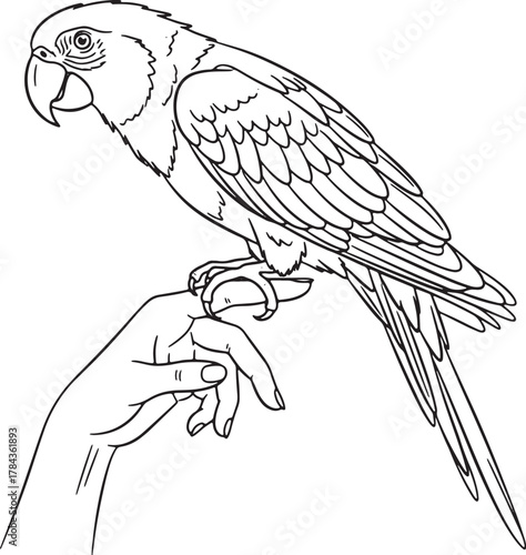 Detailed line drawing of a parrot perched on a hand