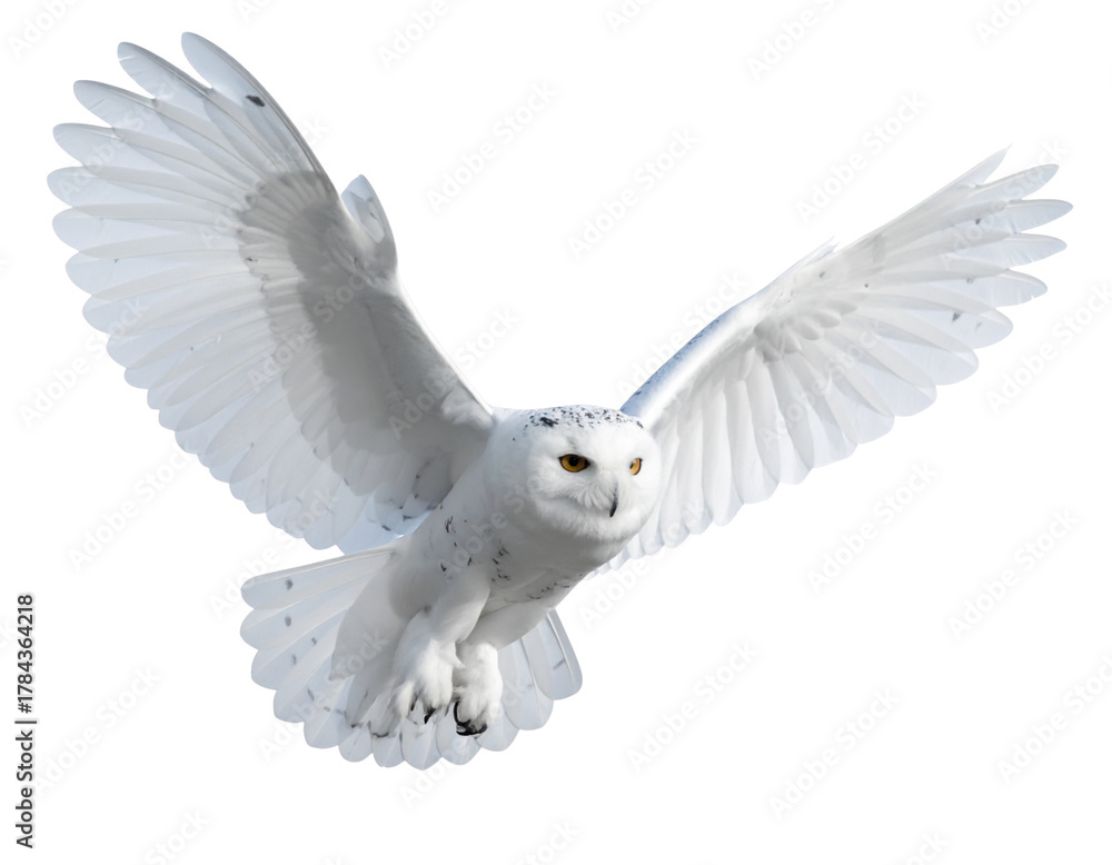 Obraz premium White Owl in Full Wing Spread Mid-Flight, High-Detail Feathers, Isolated on Transparent Background