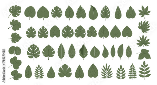 An assortment of distinct green leaf shapes, including tropical, simple, and compound forms, presented in a clean, graphic style.