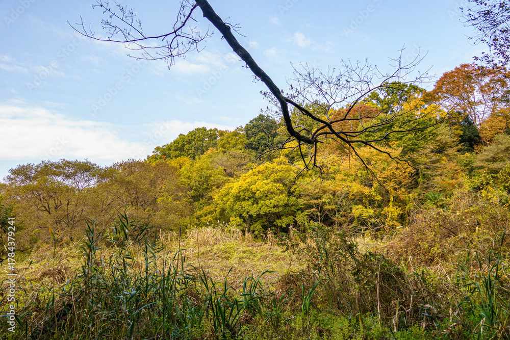 Fototapeta premium 紅葉した自然公園の山