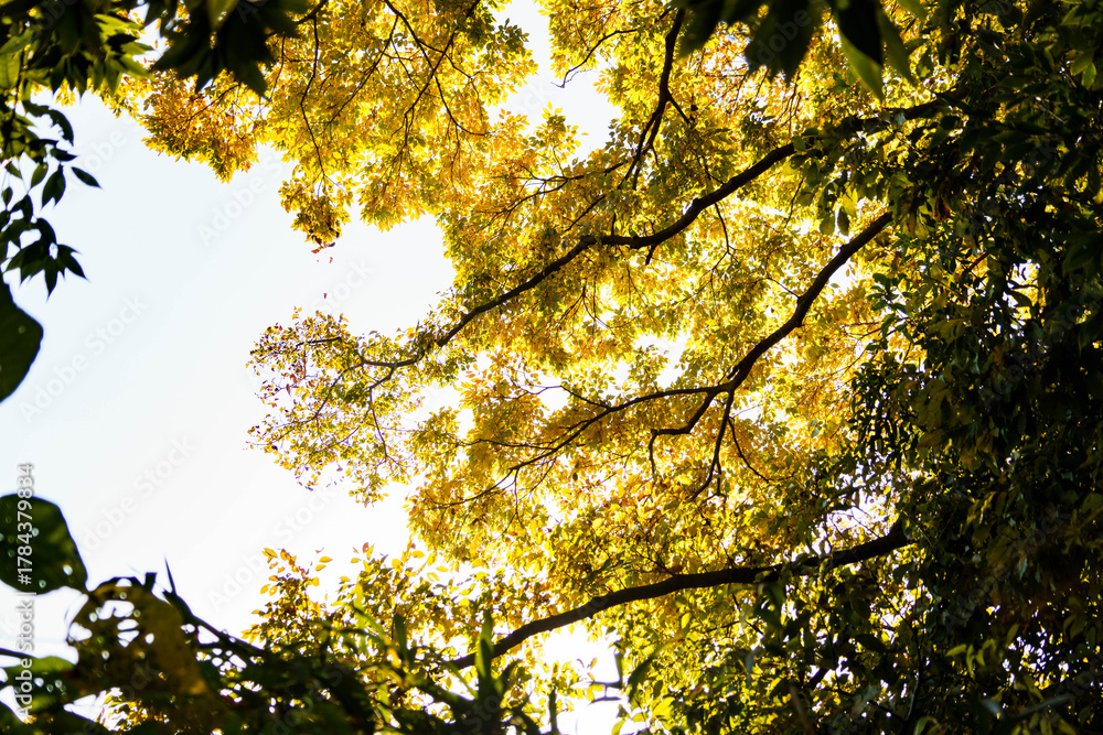 Obraz premium 木漏れ日に輝く色づいた木々の葉