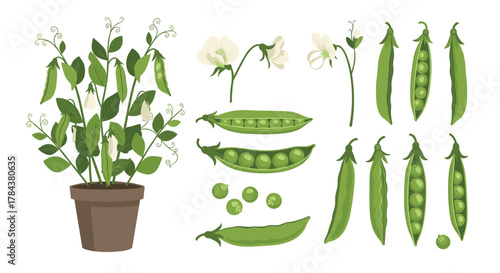 Detailed botanical illustration showcasing the life cycle of a pea plant, from delicate white blossoms and green tendrils to mature pods with fresh, edible green peas.