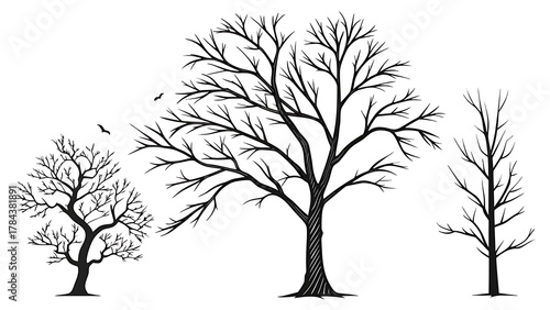 Bare trees with intricate branches stand against a white background