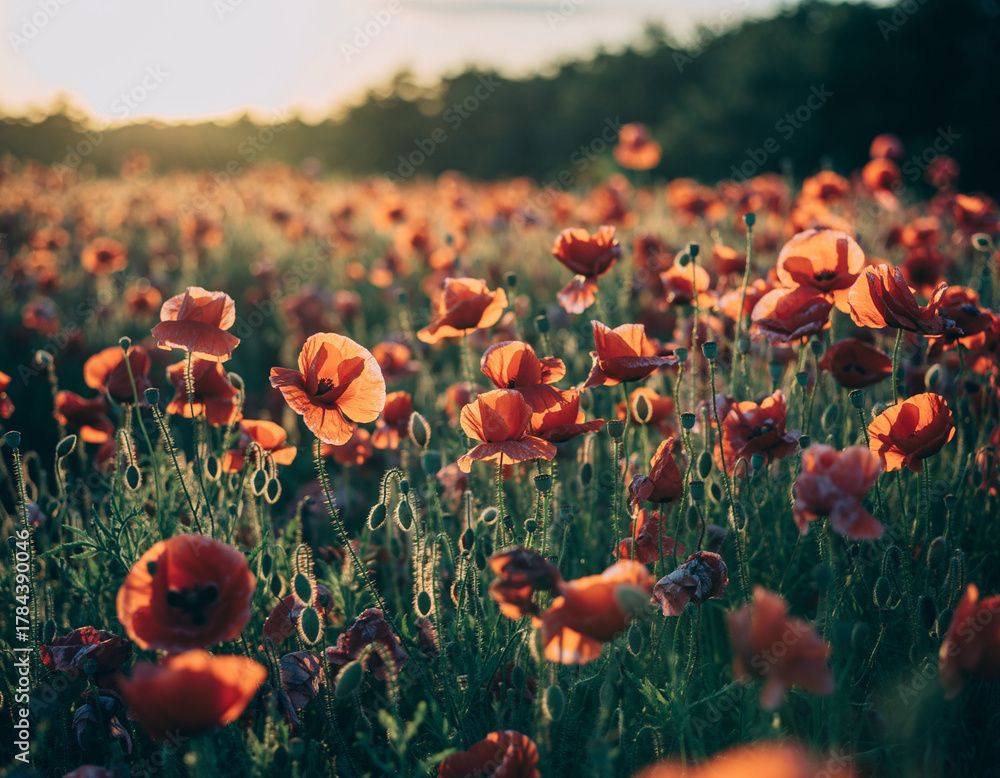 Obraz premium A breathtaking field of wild red poppies gently swaying in the warm, golden light of a summer sunset, captured with a beautiful artistic focus
