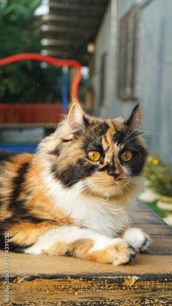 Naklejka premium Beautiful photo of calico cat mix breeds asian local and American curl playing outside.