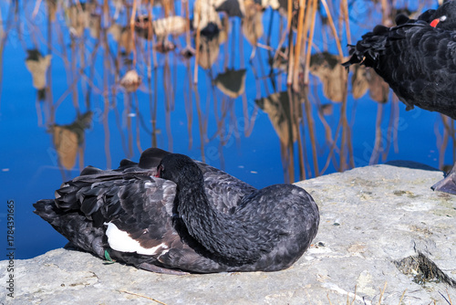 Fototapeta Naklejka Na Ścianę i Meble -  Black swan 