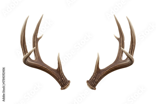 Naturally Shed Deer Antlers or Racks Isolated on a Clean White Background