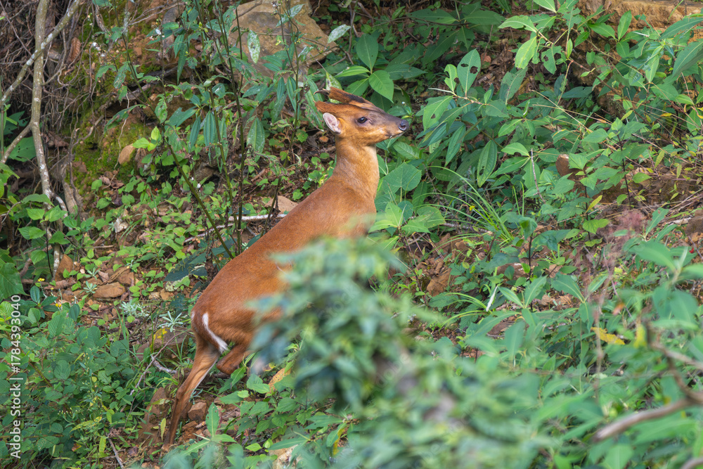 Obraz premium Barking Deer (Muntiacus muntjak) standing alert in the forest, showing its reddish-brown coat and graceful body. Also known as the Indian Muntjac, it is a shy forest-dwelling deer found in Asia.