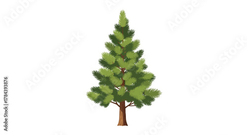 Illustration of a coniferous tree with green needles and a brown trunk.
