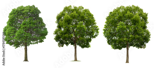 green tree isolated on white, tree isolated on white background, Green Big Tree Isolated