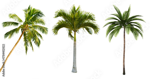 Tropical Coconut Palm Trees Isolated on Transparent Background