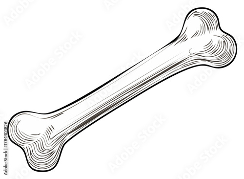 Engraved Bone Illustration Dog Treat Graphic Halloween Element Spooky Design Detailed Line Art