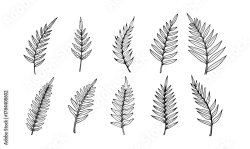 Handdrawn tropical leaves line art vector set exotic outlines for botanical designs nature