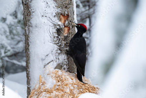 Black woodpecker in a snowy forest of Hokkaido
