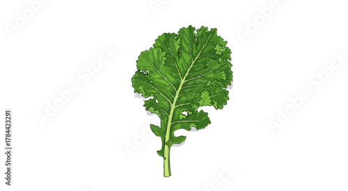 A green kale leaf with intricate veins and edges, isolated on a white backdrop
