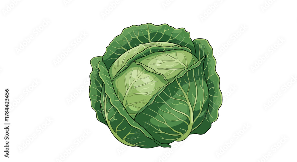 Obraz premium A vibrant, detailed illustration of a fresh cabbage head on a white background
