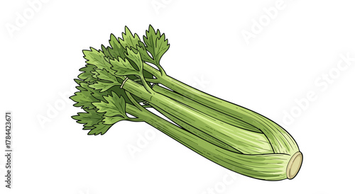 A close-up, digitally drawn illustration of a fresh celery stalk on a white background