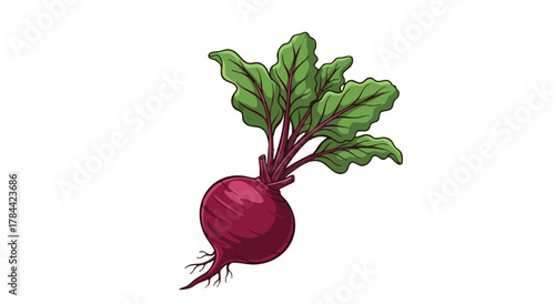 A vibrant, detailed illustration of a beet with green leaves and a round, purple root