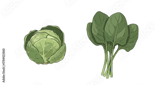 A digital illustration featuring a cabbage and a bunch of spinach, both isolated