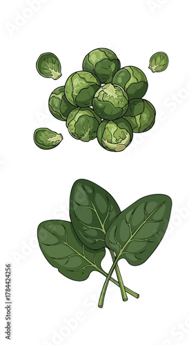 Illustration of a pile of brussel sprouts with detached leaves, green and white