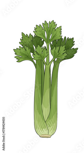 Fresh, green parsley leaves, stylized, against a white background. Close-up, simple illustration