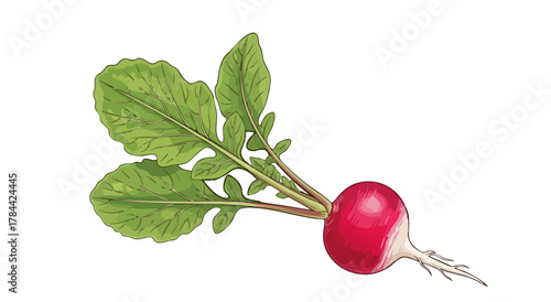Isolated illustration of a fresh radish with green leafy tops on white backdrop