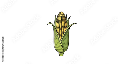 An ear of corn illustration, with yellow kernels and green husks, against a white background