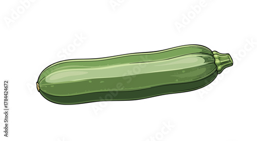 Illustration of a green zucchini vegetable on white background. Detailed, realistic drawing