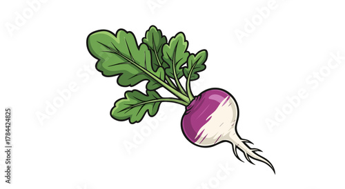 A cartoon illustration of a fresh turnip with vibrant green leaves, and a white background